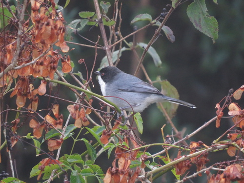 Black-capped Warbling Finch (Microspingus melanoleucus), photo 6