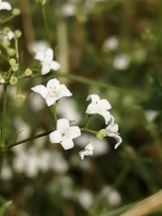 Galium rivale