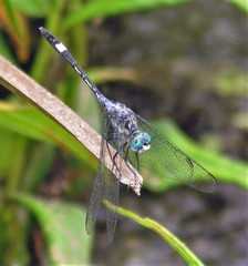 Micrathyria longifasciata