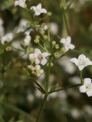 Galium rivale
