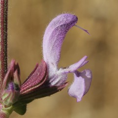 Salvia pratensis haematodes