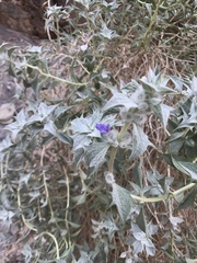 Salvia funerea
