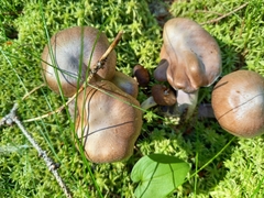 Cortinarius evernius