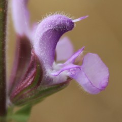 Salvia pratensis haematodes