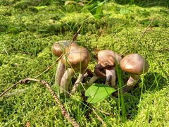 Cortinarius evernius
