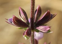 Salvia pratensis haematodes