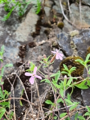 Saponaria ocymoides