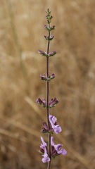 Salvia pratensis haematodes