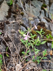 Saponaria ocymoides