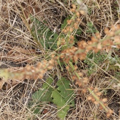 Salvia pratensis haematodes