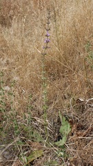 Salvia pratensis haematodes