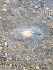 Callorhinchus milii