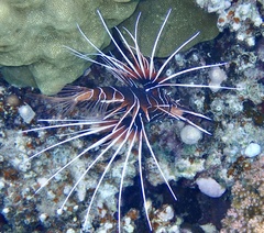 Pterois cincta