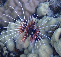 Pterois cincta