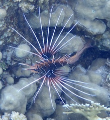 Pterois cincta