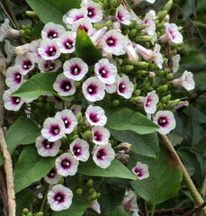 Ipomoea staphylina