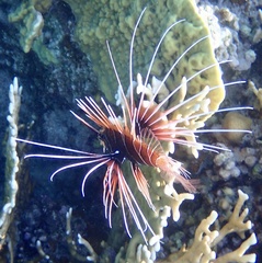 Pterois cincta