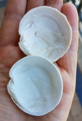 Dosinia exoleta