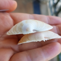 Dosinia exoleta
