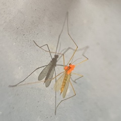Calyptostomatidae