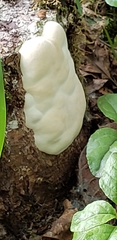 Incrustoporiaceae