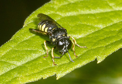 Anacrabro ocellatus