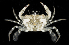 Charybdis hellerii