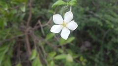 Catunaregam taylorii