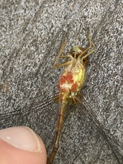 Arrenurus