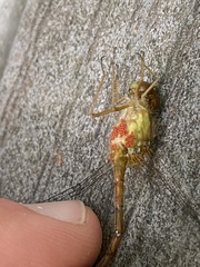 Arrenurus