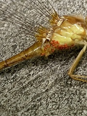 Arrenurus
