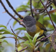 Cnemoscopus rubrirostris