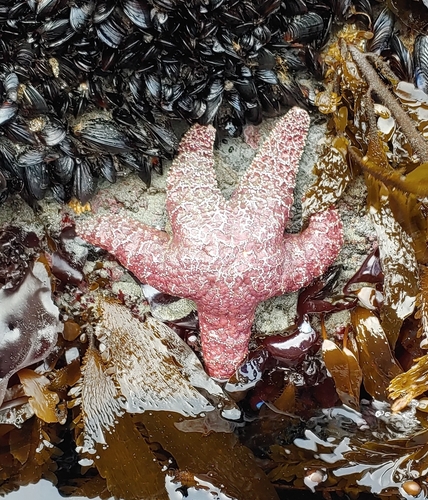 photo of Ochre Sea Star (Pisaster ochraceus)