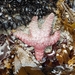 photo of Ochre Sea Star (Pisaster ochraceus)