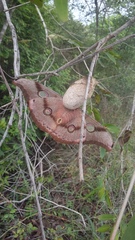 Antheraea paphia