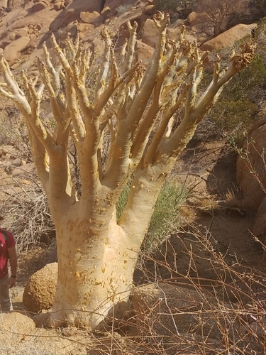 Cyphostemma currorii