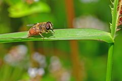Eristalis tenax