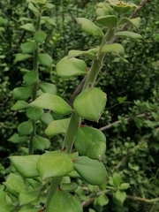 Pereskiopsis diguetii