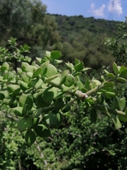 Pereskiopsis diguetii