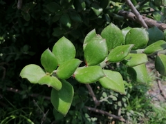 Pereskiopsis diguetii
