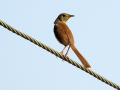 Prinia sylvatica