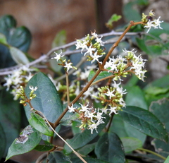 Ichnocarpus frutescens
