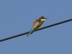 Merops apiaster