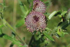 Cirsium decussatum