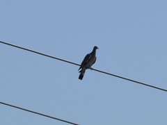 Columba palumbus