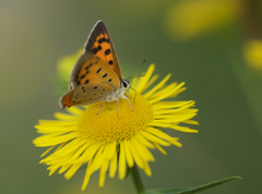 Lycaena phlaeas