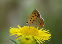 Lycaena phlaeas