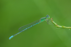 Paracercion hieroglyphicum