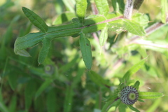 Cirsium decussatum