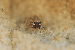 Attulus distinguendus